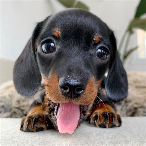 dachshund puppy videos